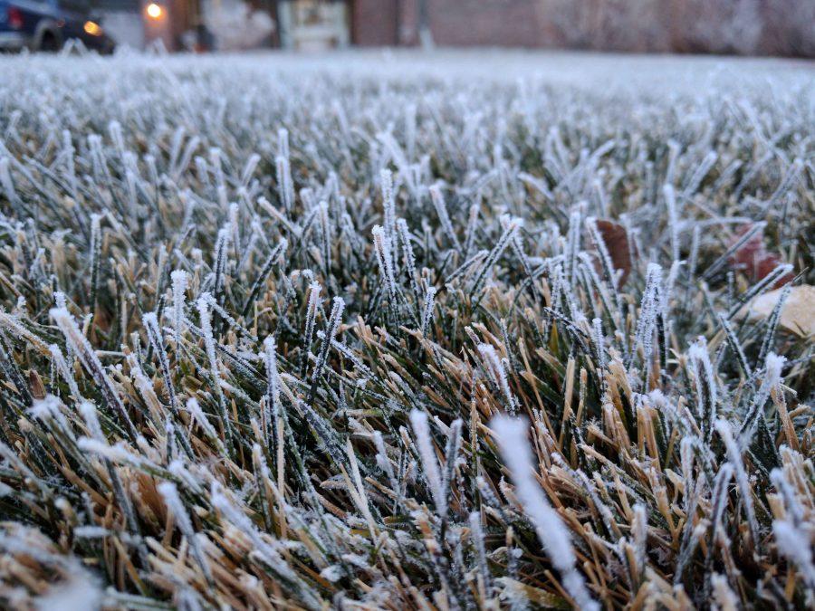Frost Grass