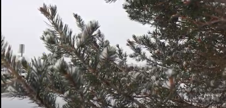 Seasonal Affective Disorder: Recognizing and Managing Symptoms as Winter Arrives